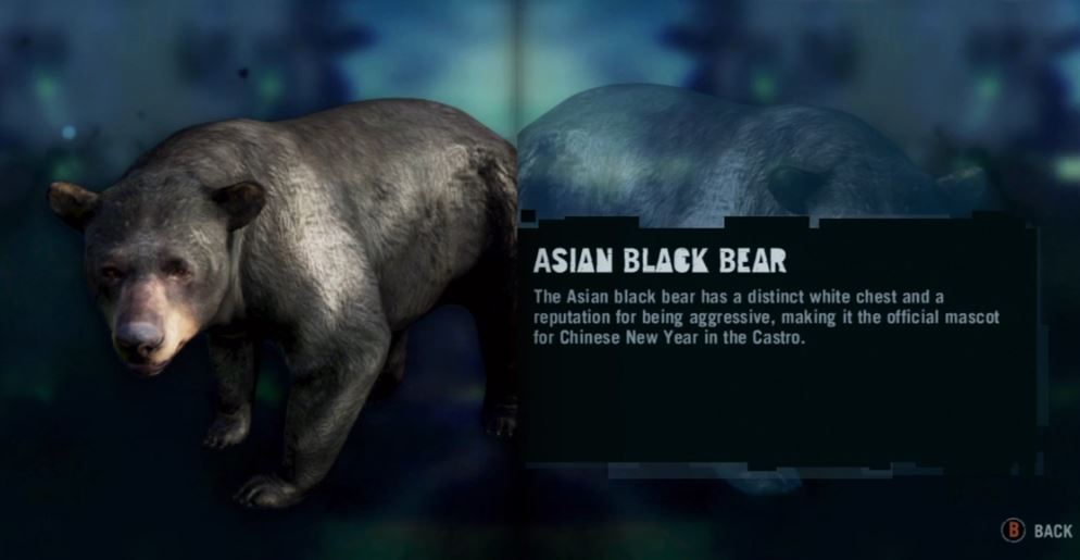 Asian_Black_Bear